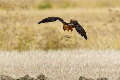 Busard cendré juvénile - Circus pygargus - Montagu'sBusard cendré juvénile Harrier<br>Région Parisienne