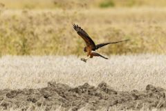 Busard cendré juvénile - Circus pygargus - Montagu's Harrier<br>Région Parisienne