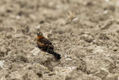 Busard cendré juvénile - Circus pygargus - Montagu's Harrier<br>Région Parisienne