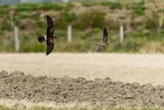 Busard et crécerelle<br>Région Parisienne