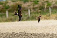 Busard et crécerelle<br>Région Parisienne