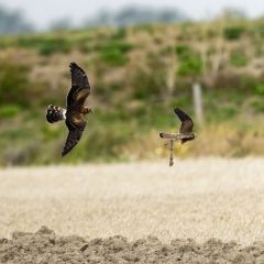 Busard et crécerelle<br>Région Parisienne