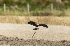 Busard cendré juvénile - Circus pygargus - Montagu'sBusard cendré juvénile Harrier<br>Région Parisienne