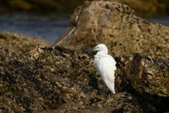 Aigrette garzette - Egretta garzetta - Little Egret<br>Vendée