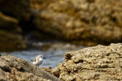Bécasseau sanderling - Calidris alba - Sanderling<br>Vendée