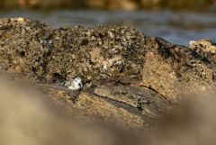 Bécasseau sanderling - Calidris alba - Sanderling<br>Vendée