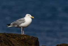 Goéland argenté - Larus argentatus - European Herring Gull<br>Vendée