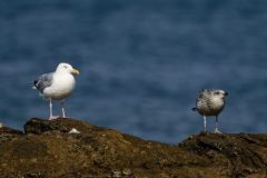 Goéland argenté - Larus argentatus - European Herring Gull<br>Vendée