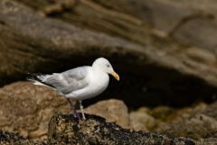 Goéland argenté - Larus argentatus - European Herring Gull<br>Vendée
