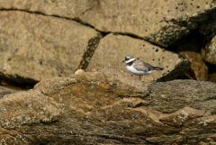 Grand Gravelot ou Pluvier grand-gravelot - Charadrius hiaticula - Common Ringed Plover<br>Vendée