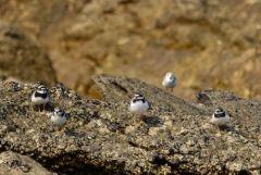 Grand Gravelot ou Pluvier grand-gravelot - Charadrius hiaticula - Common Ringed Plover<br>Vendée