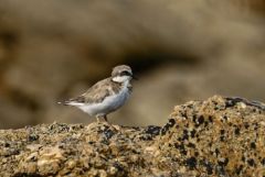 Grand Gravelot ou Pluvier grand-gravelot juvénile - Charadrius hiaticula - Common Ringed Plover<br>Vendée
