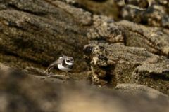 Grand Gravelot ou Pluvier grand-gravelot - Charadrius hiaticula - Common Ringed Plover<br>Vendée