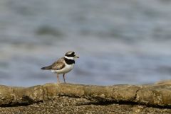 Grand Gravelot ou Pluvier grand-gravelot - Charadrius hiaticula - Common Ringed Plover<br>Vendée