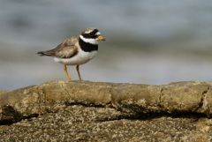 Grand Gravelot ou Pluvier grand-gravelot - Charadrius hiaticula - Common Ringed Plover<br>Vendée