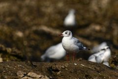 Mouette mélanocéphale - Ichthyaetus melanocephalus - Mediterranean Gull<br>Vendée