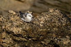 Mouette mélanocéphale juvénile - Ichthyaetus melanocephalus - Mediterranean Gull<br>Vendée