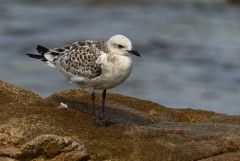 Mouette mélanocéphale juvénile - Ichthyaetus melanocephalus - Mediterranean Gull<br>Vendée
