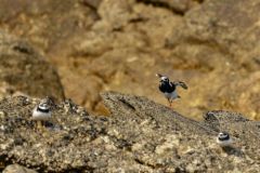 Tournepierre à collier - Arenaria interpres - Ruddy Turnstone<br>Vendée