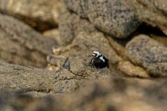 Tournepierre à collier - Arenaria interpres - Ruddy Turnstone<br>Vendée