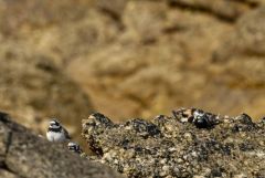 Tournepierre à collier - Arenaria interpres - Ruddy Turnstone<br>Vendée