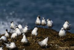 Sterne caugek - Thalasseus sandvicensis - Sandwich Tern<br>Vendée