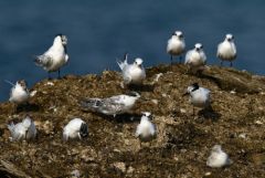 Sterne caugek - Thalasseus sandvicensis - Sandwich Tern<br>Vendée