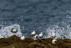 Sterne caugek - Thalasseus sandvicensis - Sandwich Tern<br>Vendée