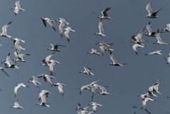 Sterne caugek - Thalasseus sandvicensis - Sandwich Tern<br>Vendée