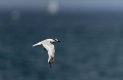 Sterne caugek - Thalasseus sandvicensis - Sandwich Tern<br>Vendée