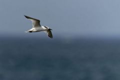 Sterne caugek - Thalasseus sandvicensis - Sandwich Tern<br>Vendée