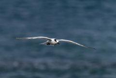Sterne caugek - Thalasseus sandvicensis - Sandwich Tern<br>Vendée