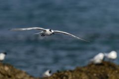 Sterne caugek - Thalasseus sandvicensis - Sandwich Tern<br>Vendée