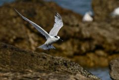 Sterne caugek - Thalasseus sandvicensis - Sandwich Tern<br>Vendée