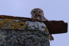 Chevêche d'Athéna - Athene noctua - Little Owl<br>Vendée