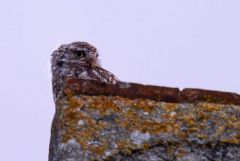 Chevêche d'Athéna - Athene noctua - Little Owl<br>Vendée