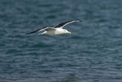 Goéland marin - Larus marinus - Great Black-backed Gull<br>Vendée
