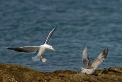Goéland marin - Larus marinus - Great Black-backed Gull<br>Vendée