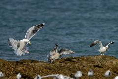 Goéland marin - Larus marinus - Great Black-backed Gull<br>Vendée