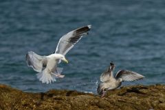 Goéland marin - Larus marinus - Great Black-backed Gull<br>Vendée