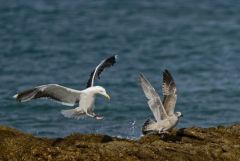 Goéland marin - Larus marinus - Great Black-backed Gull<br>Vendée