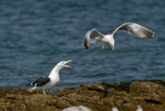 Goéland marin - Larus marinus - Great Black-backed Gull<br>Vendée