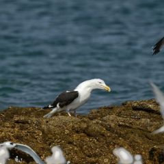 Goéland marin - Larus marinus - Great Black-backed Gull<br>Vendée