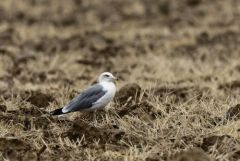 Goéland à bec cerclé - Larus delawarensis - Ring-billed Gull<br>Vendée