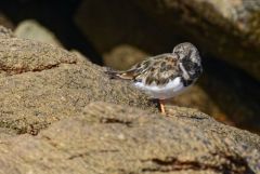 Tournepierre à collier - Arenaria interpres - Ruddy Turnstone<br>Vendée