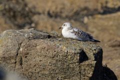 Mouette mélanocéphale juvénile - Ichthyaetus melanocephalus - Mediterranean Gull<br>Vendée