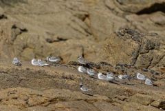 Bécasseau sanderling - Calidris alba - Sanderling<br>Vendée