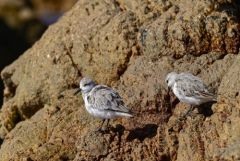 Bécasseau sanderling - Calidris alba - Sanderling<br>Vendée
