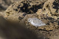 Bécasseau sanderling - Calidris alba - Sanderling<br>Vendée