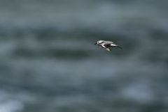 Bécasseau sanderling - Calidris alba - Sanderling<br>Vendée